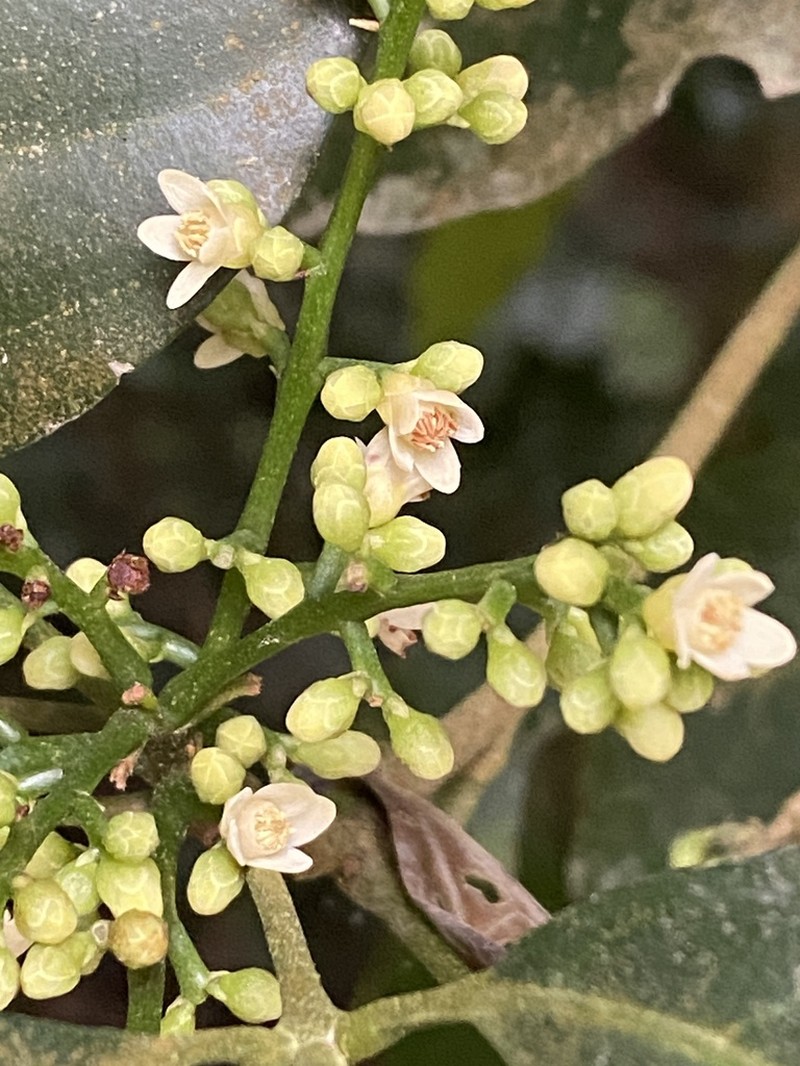 Trichilia arenaria