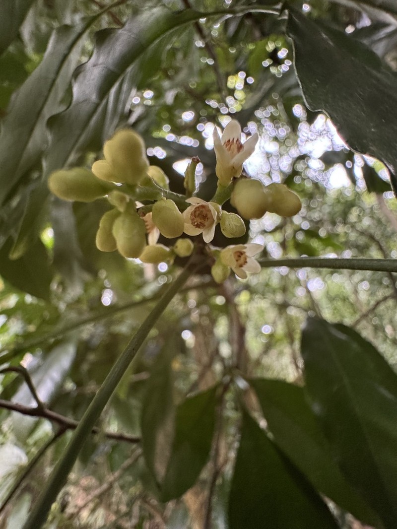Trichilia arenaria photo 2