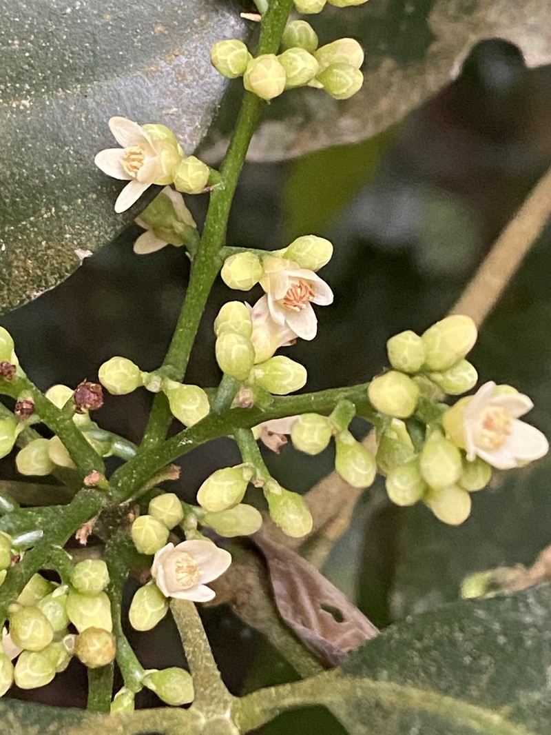 Trichilia arenaria photo 3