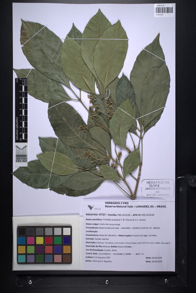 Trichilia arenaria photo 4