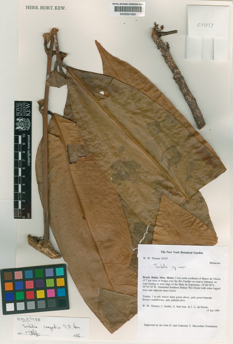 Trichilia congesta