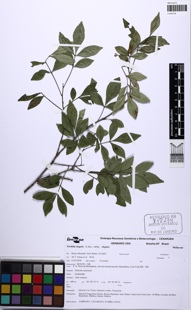Trichilia elegans subsp. elegans