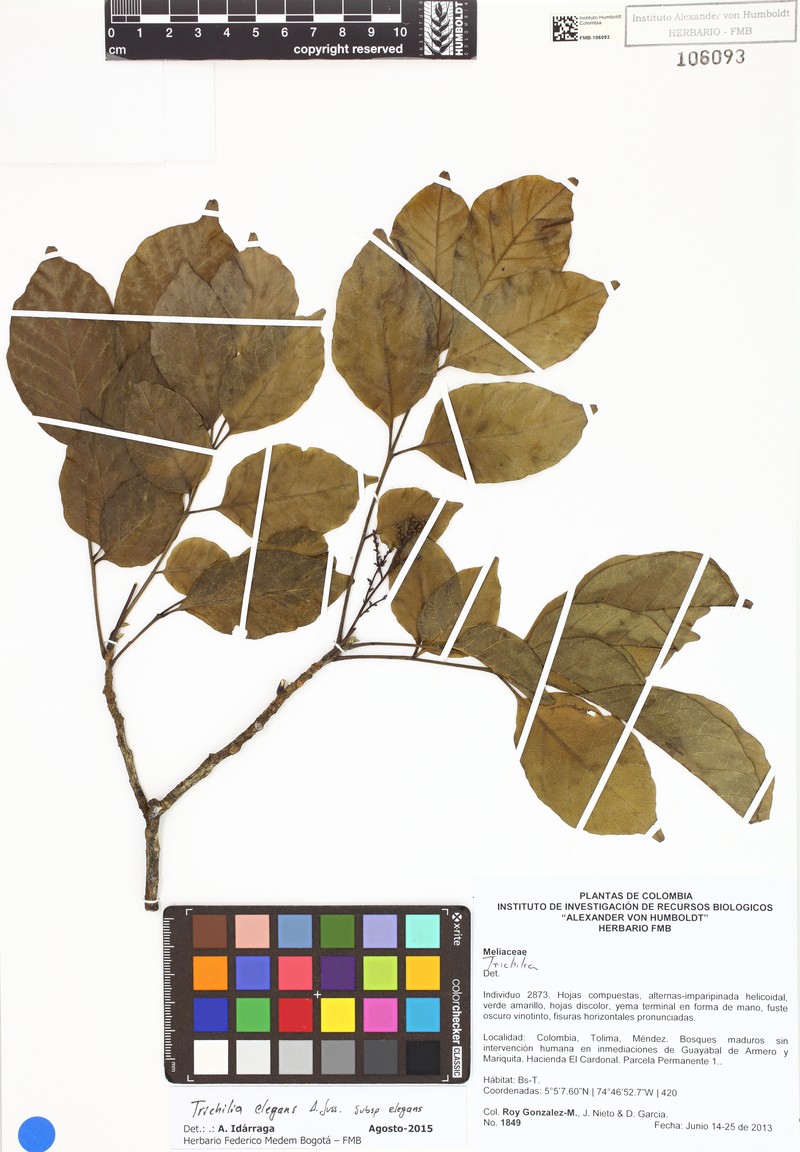 Trichilia elegans subsp. elegans photo 2