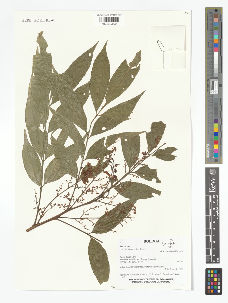 Trichilia elegans subsp. elegans photo 3