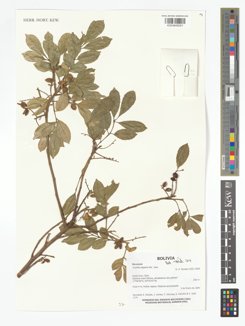 Trichilia elegans subsp. elegans photo 4