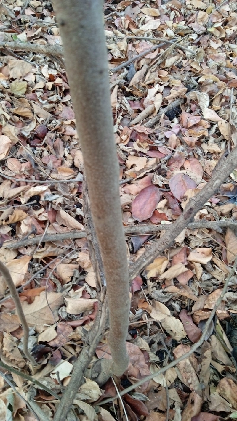 Broomstick photo 7
