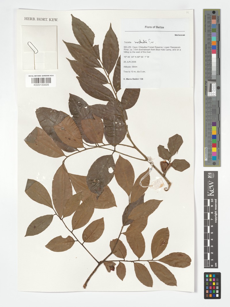 Trichilia moschata subsp. moschata