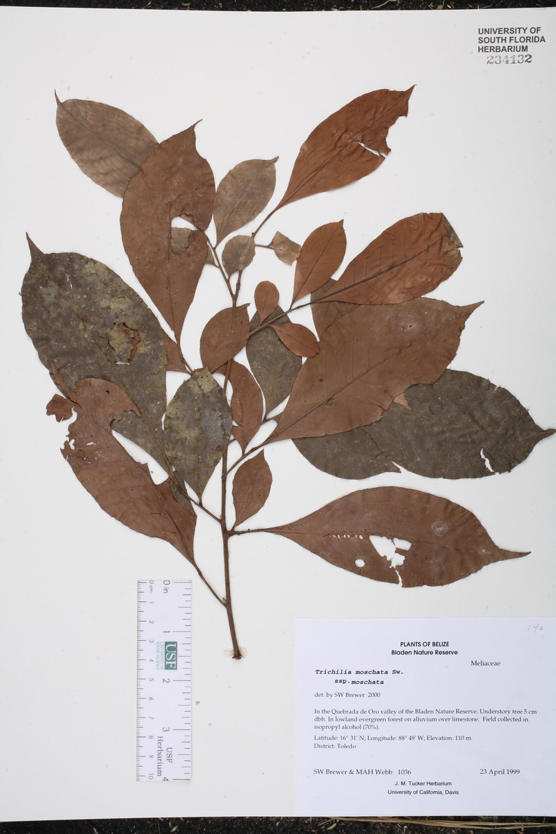 Trichilia moschata subsp. moschata photo 2
