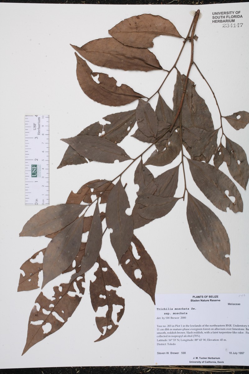 Trichilia moschata subsp. moschata photo 3