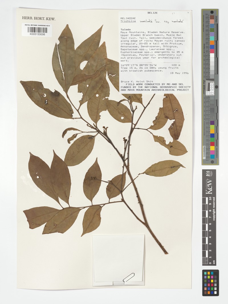 Trichilia moschata subsp. moschata photo 4
