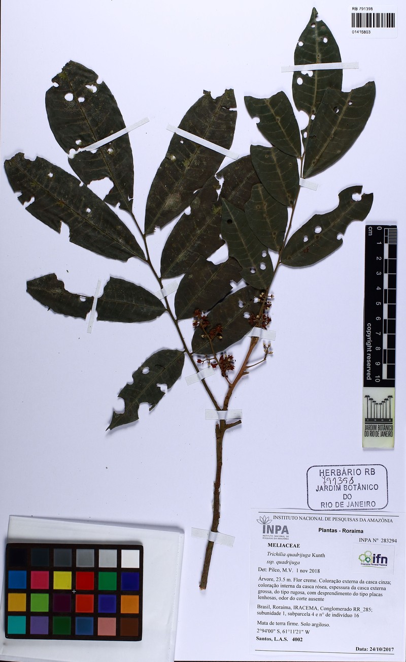 Trichilia quadrijuga subsp. quadrijuga