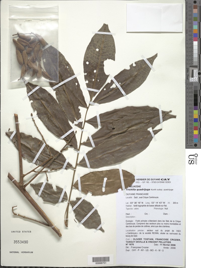 Trichilia quadrijuga subsp. quadrijuga photo 2
