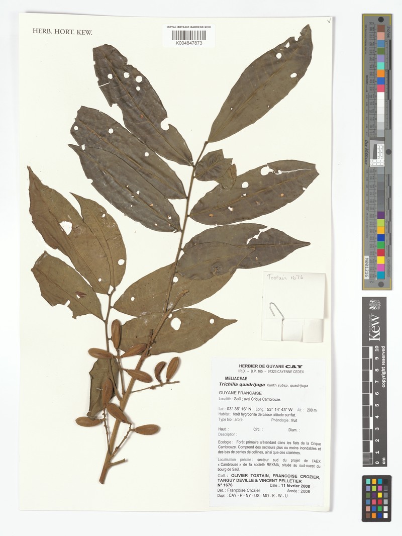 Trichilia quadrijuga subsp. quadrijuga photo 3