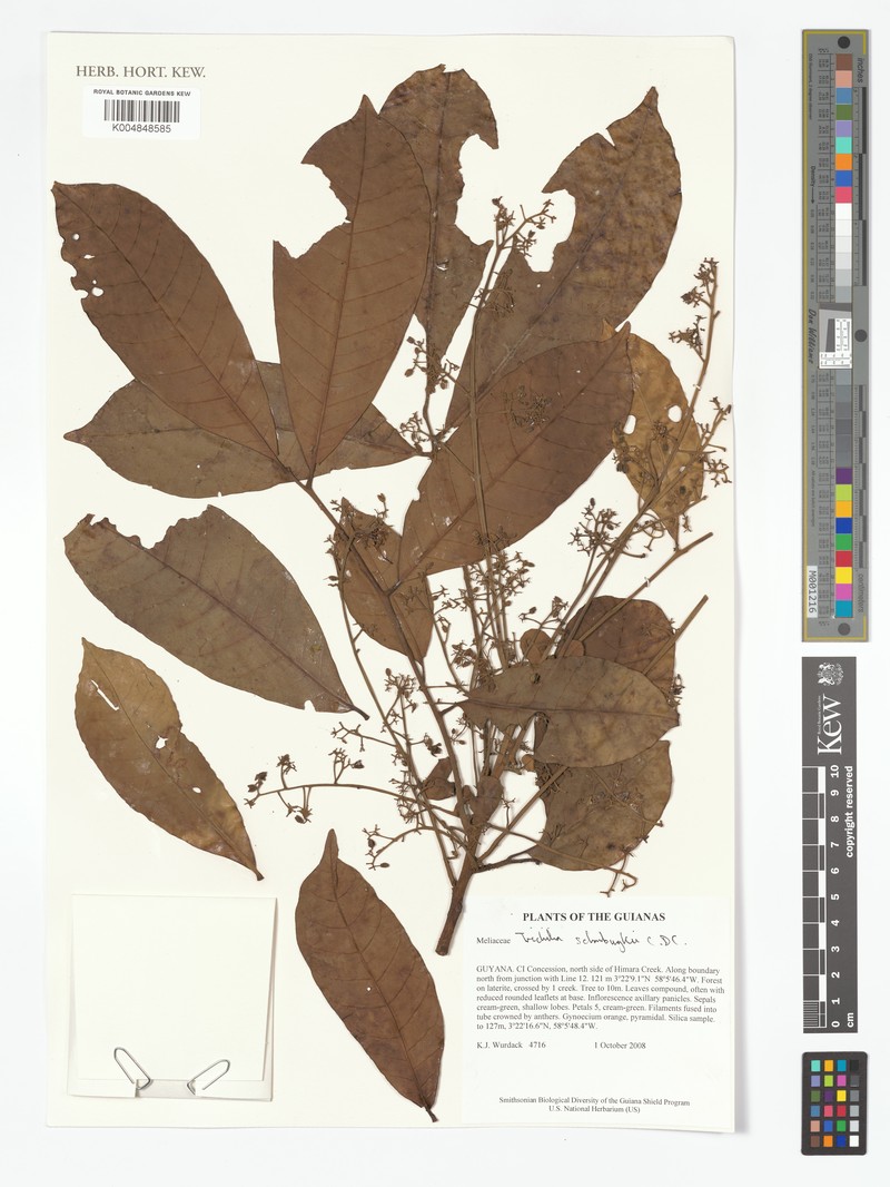 Trichilia schomburgkii subsp. schomburgkii
