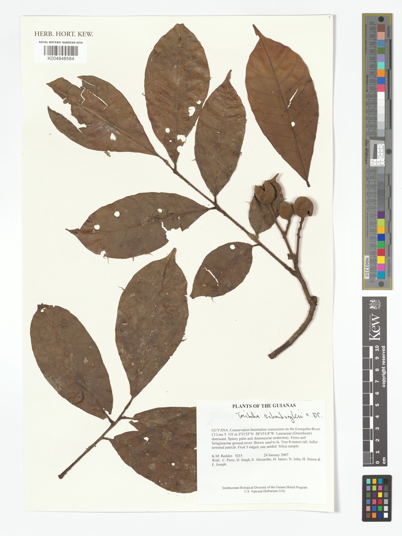 Trichilia schomburgkii subsp. schomburgkii photo 2
