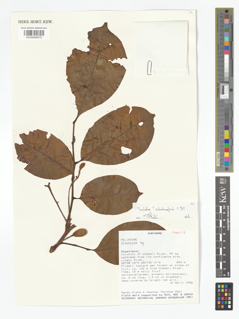Trichilia schomburgkii subsp. schomburgkii photo 3