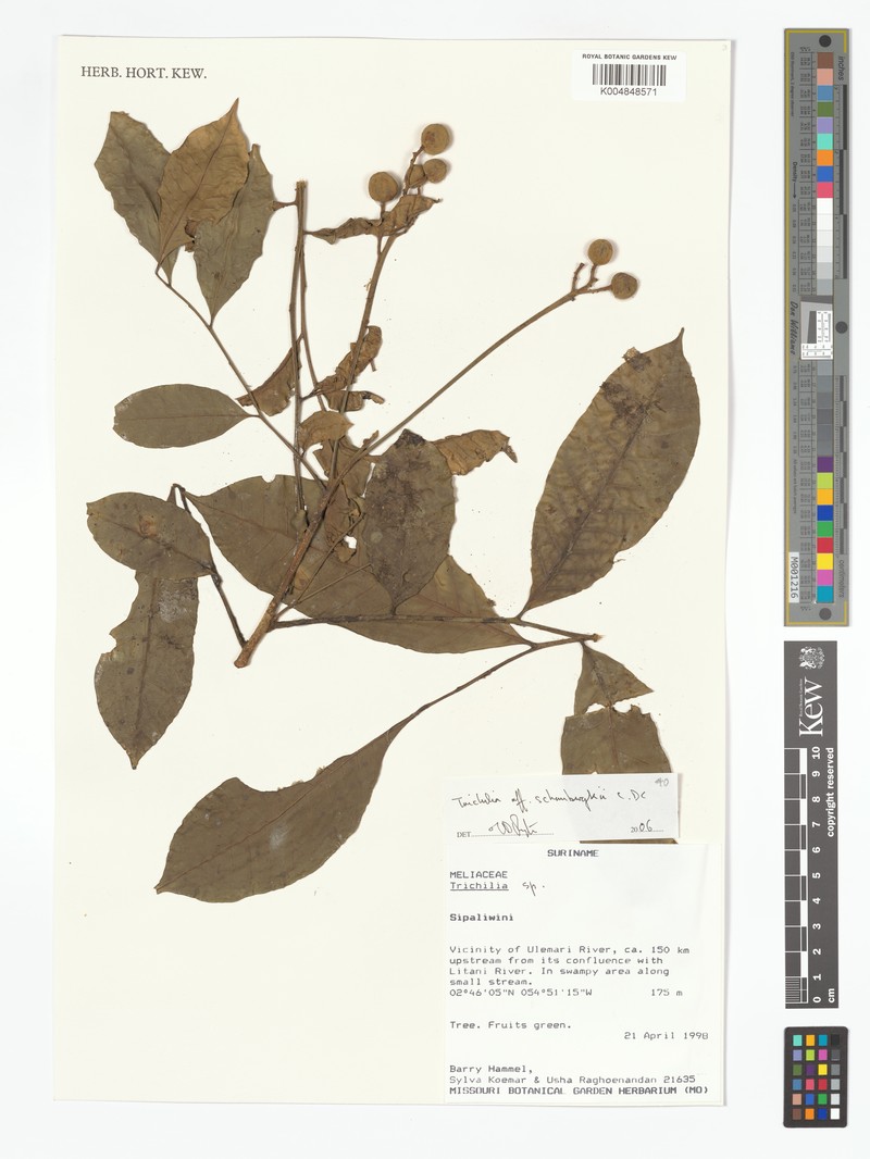 Trichilia schomburgkii subsp. schomburgkii photo 4