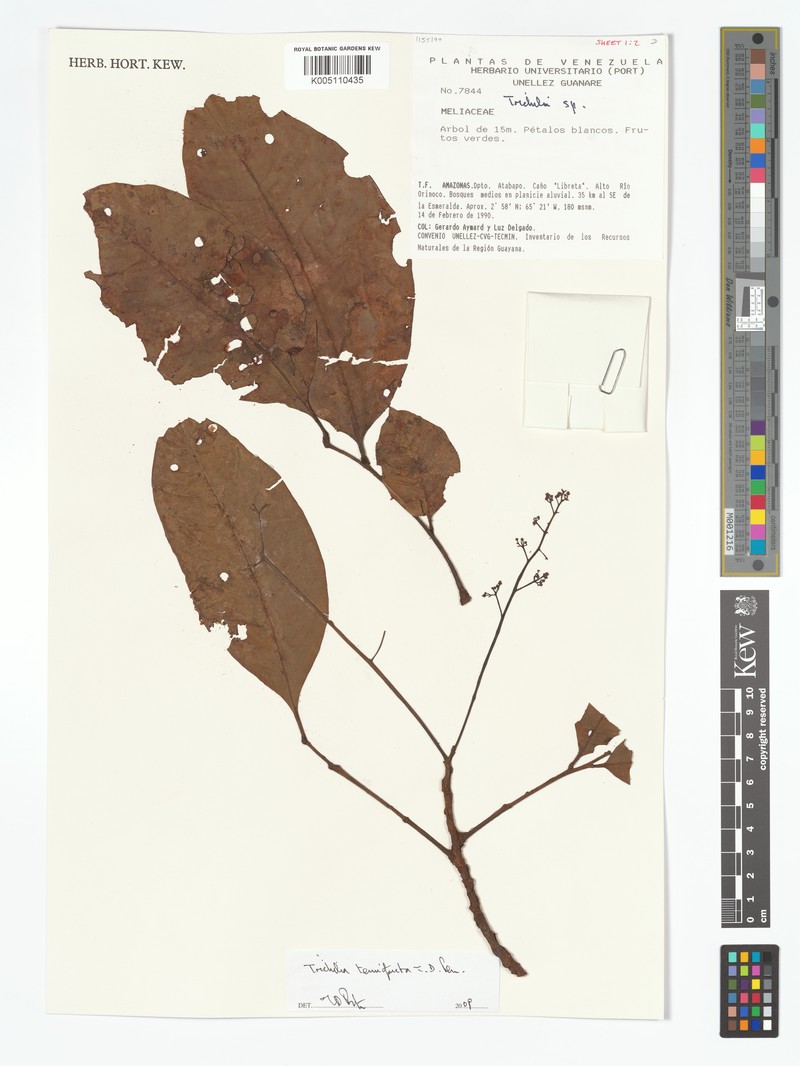 Trichilia tenuifructa