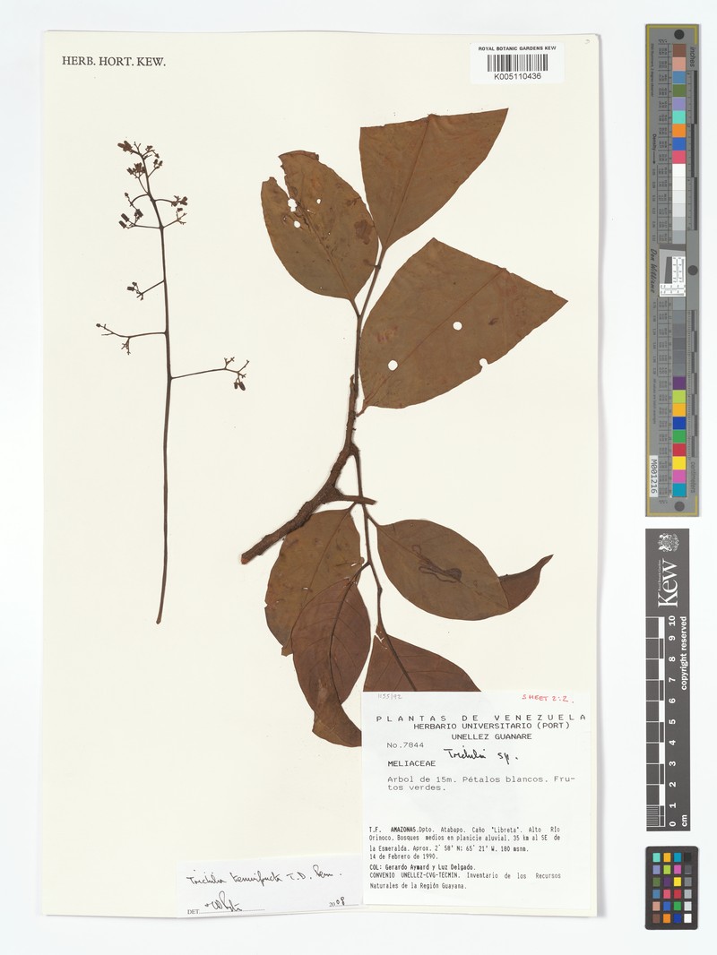 Trichilia tenuifructa photo 2