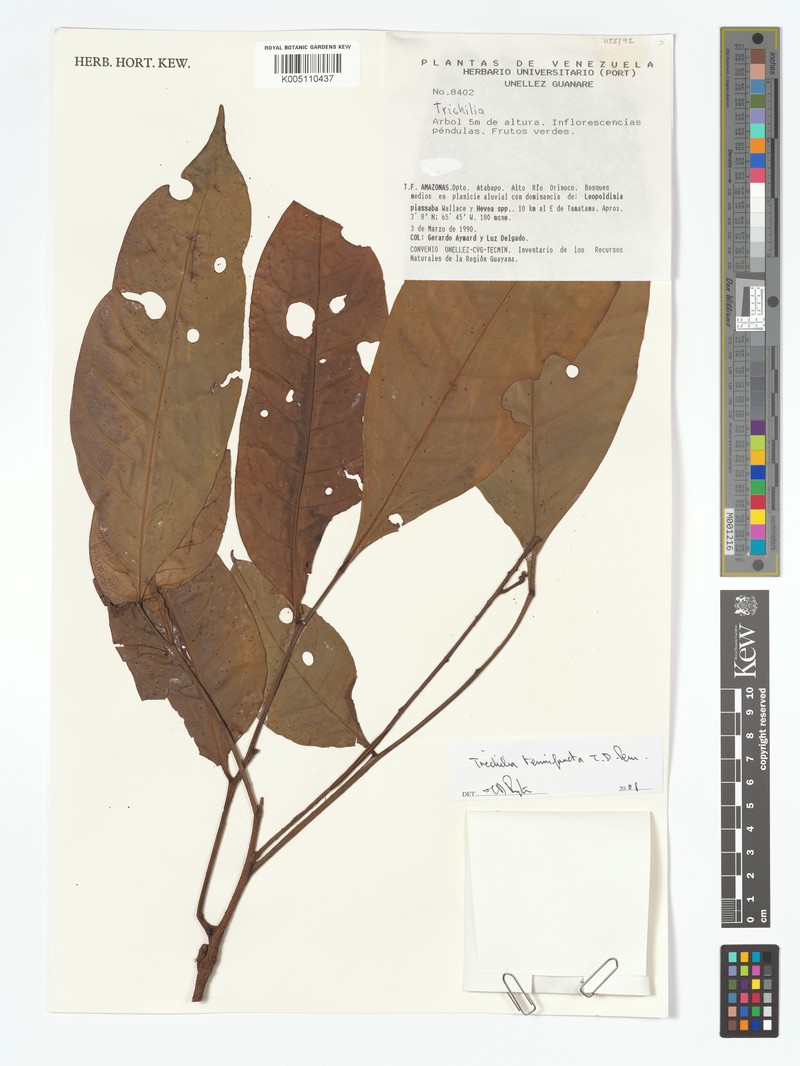 Trichilia tenuifructa photo 3