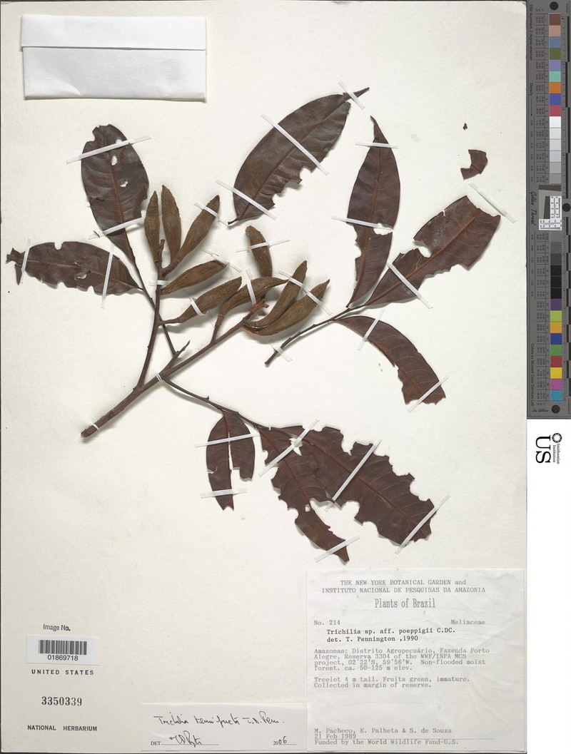 Trichilia tenuifructa photo 4