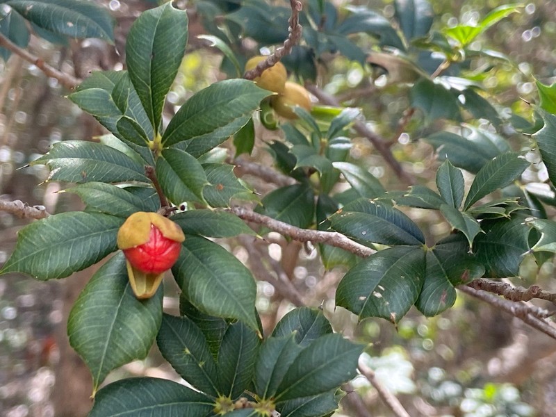 Bariaco photo 3