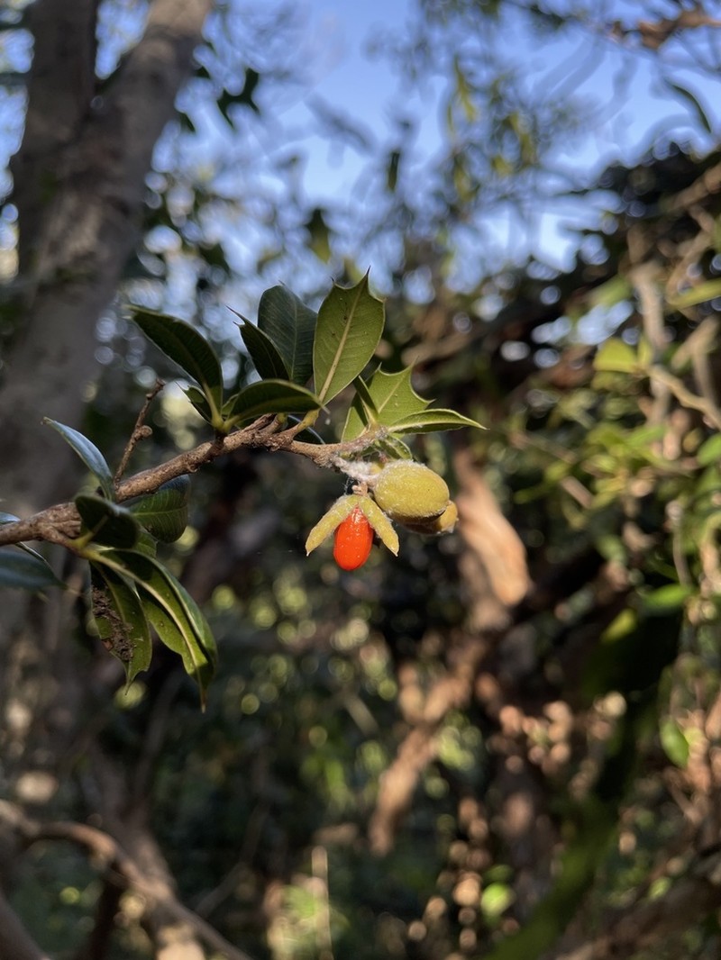 Bariaco photo 4