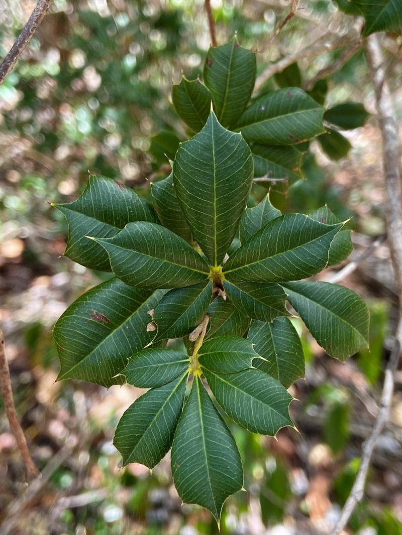 Bariaco photo 5