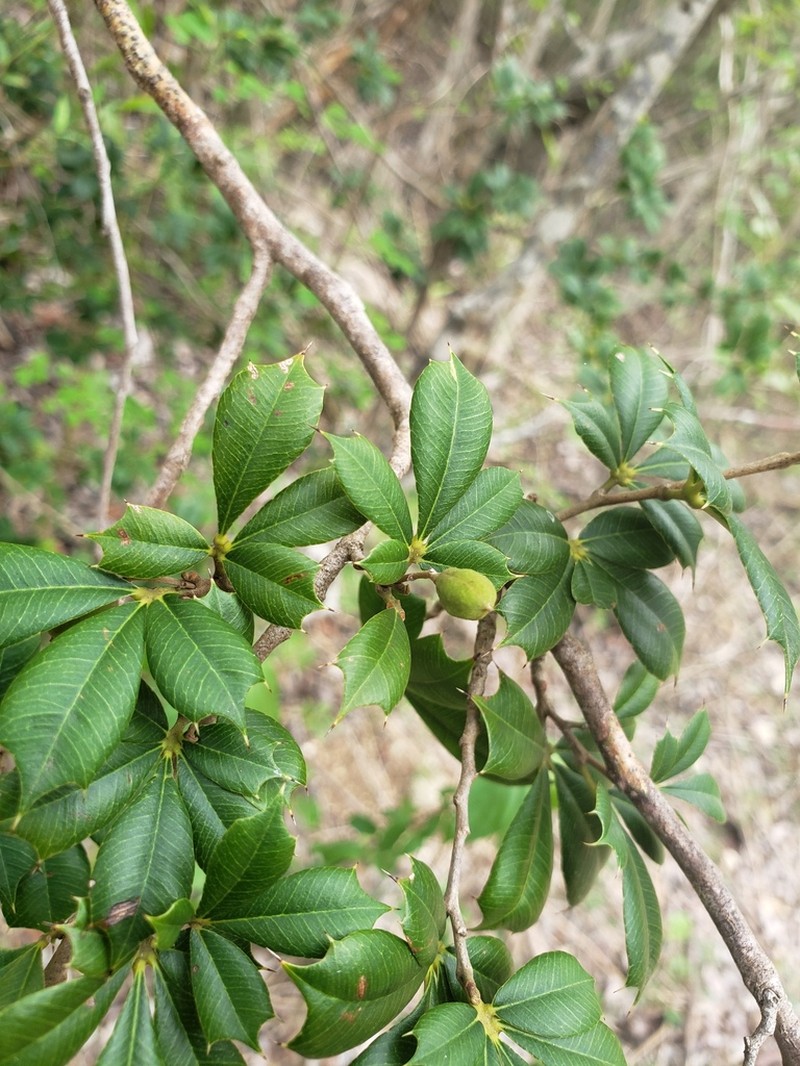 Bariaco photo 6