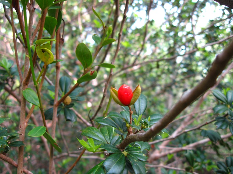 Bariaco photo 2