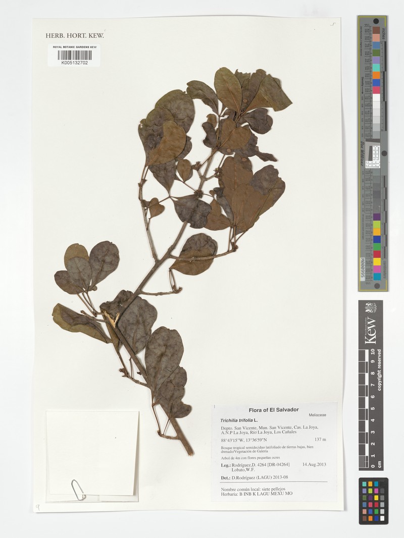 Trichilia trifolia subsp. trifolia