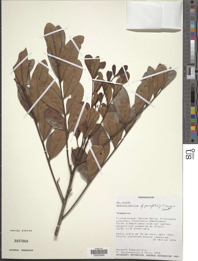 Trichilia trifolia subsp. trifolia photo 2