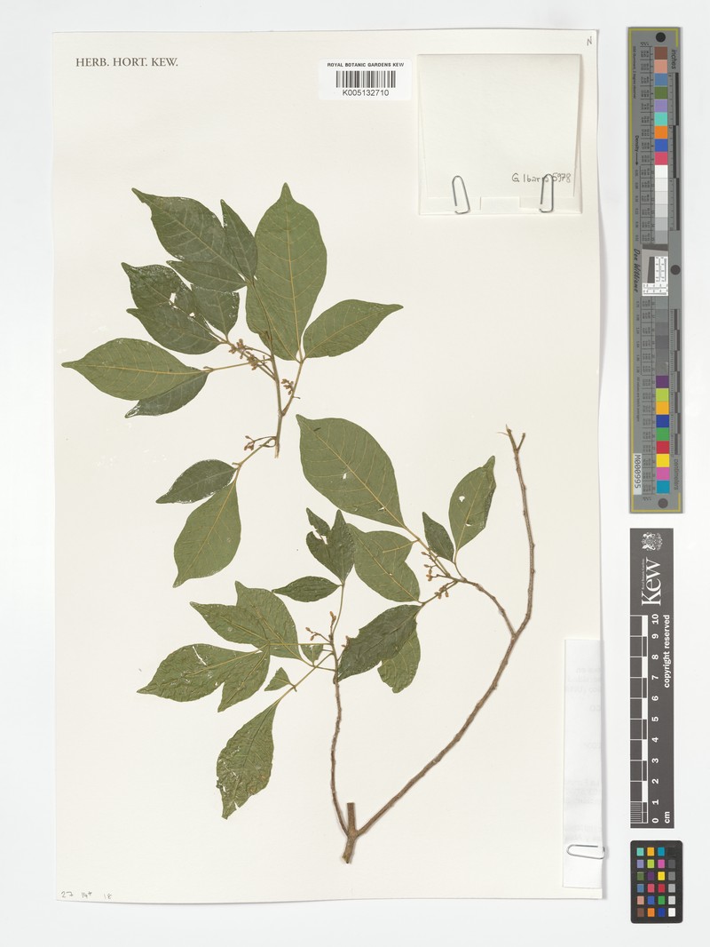 Trichilia trifolia subsp. trifolia photo 3