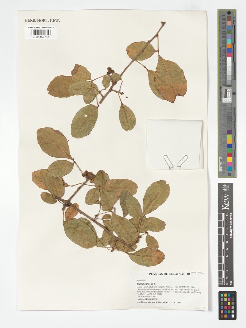 Trichilia trifolia subsp. trifolia photo 4