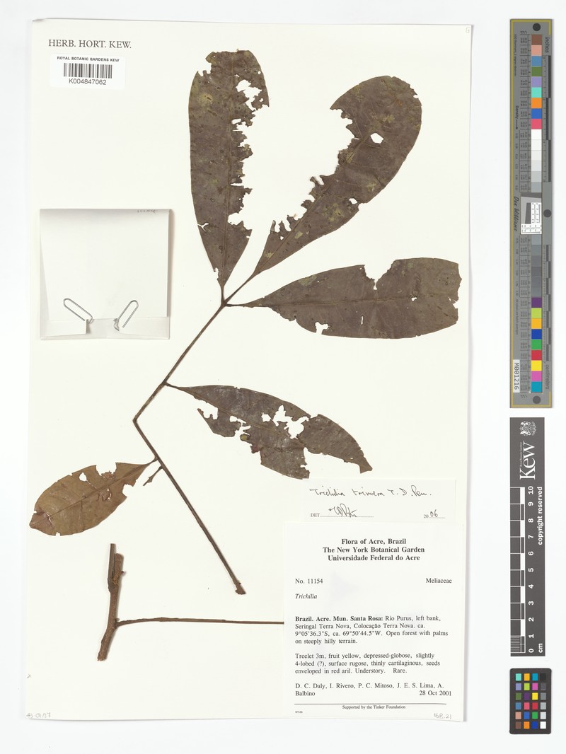 Trichilia trimera