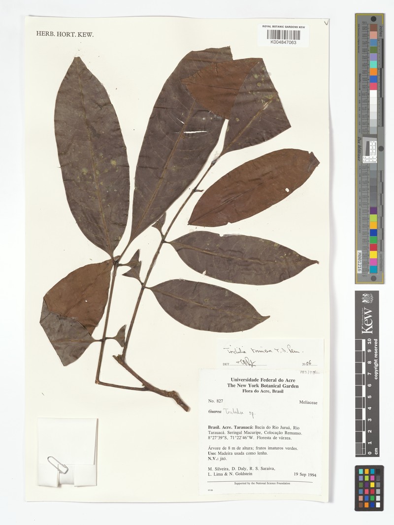 Trichilia trimera photo 3