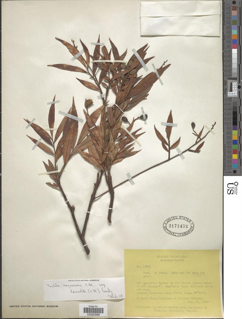 Trichilia tuberculata subsp. lanceolata