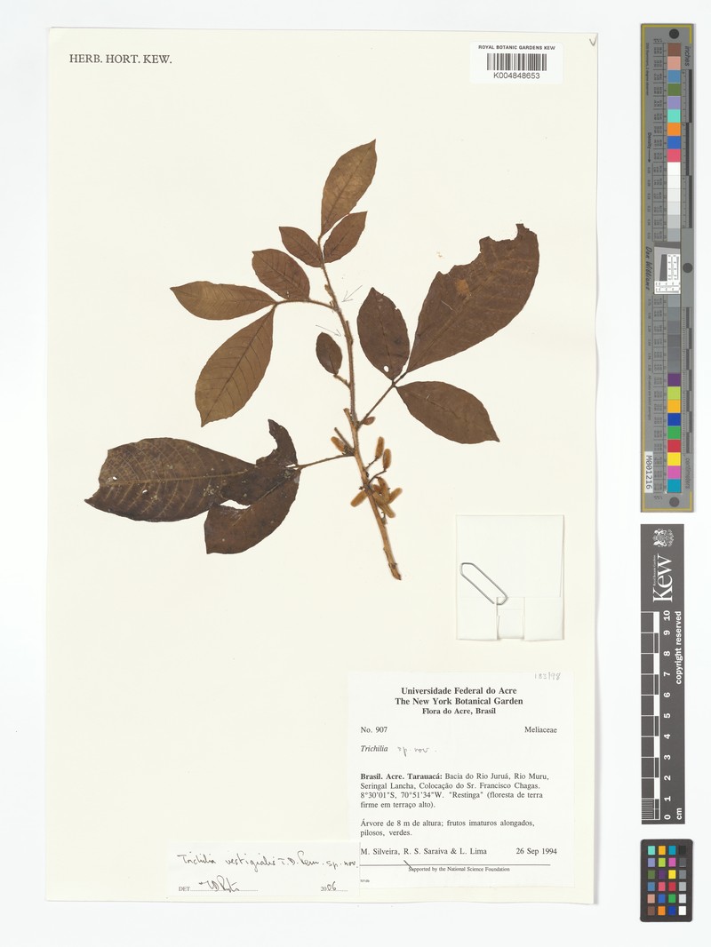 Trichilia vestigialis