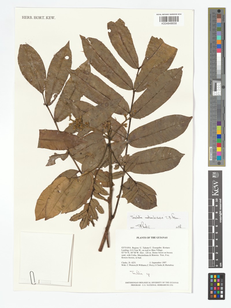 Trichilia watorikensis