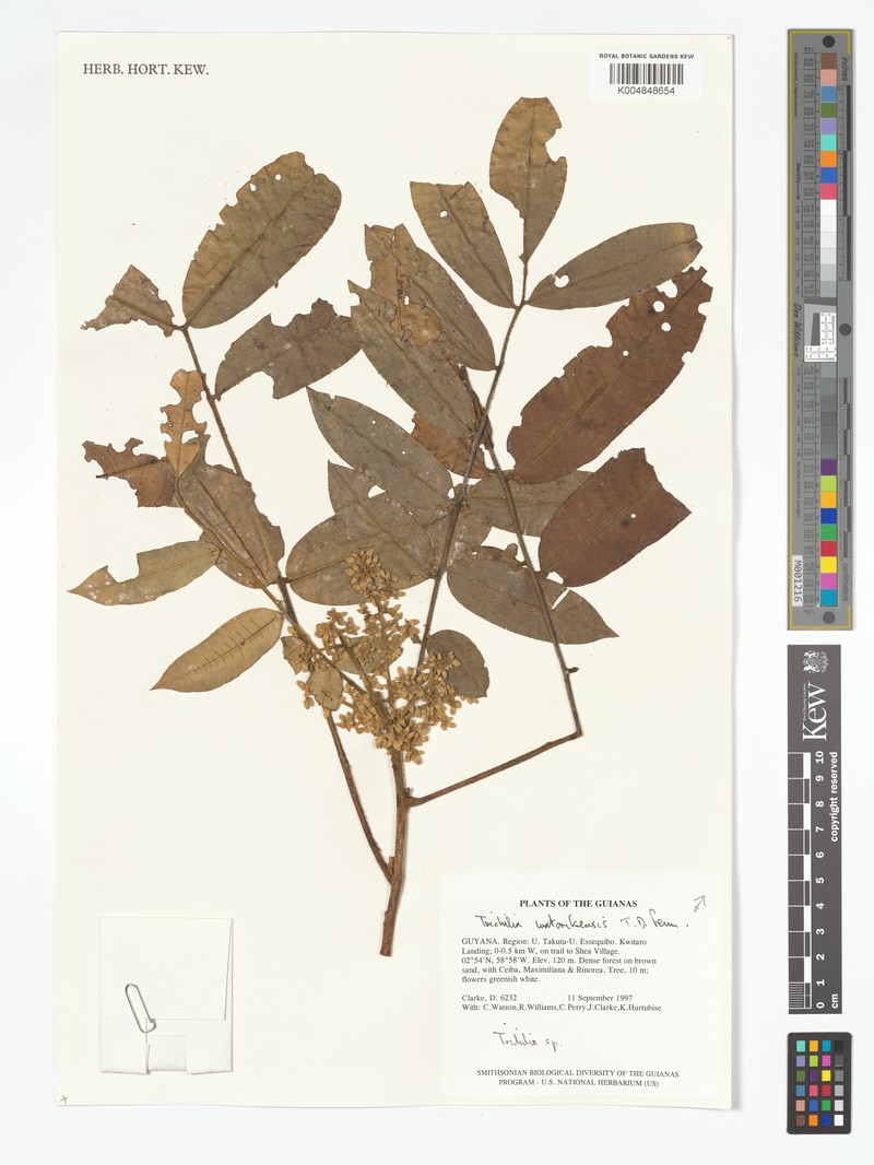 Trichilia watorikensis photo 2