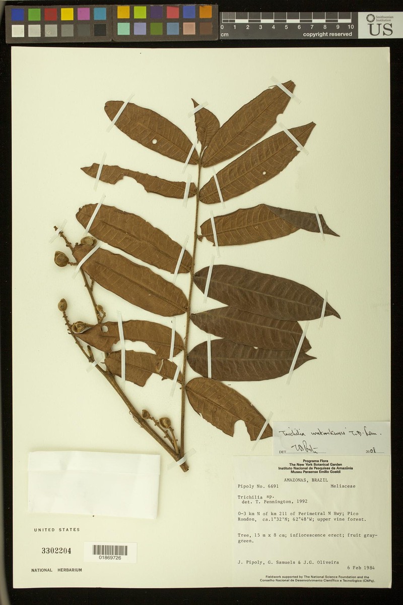 Trichilia watorikensis photo 3
