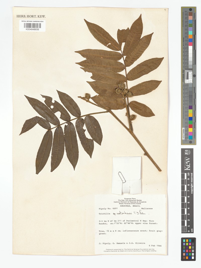 Trichilia watorikensis photo 4