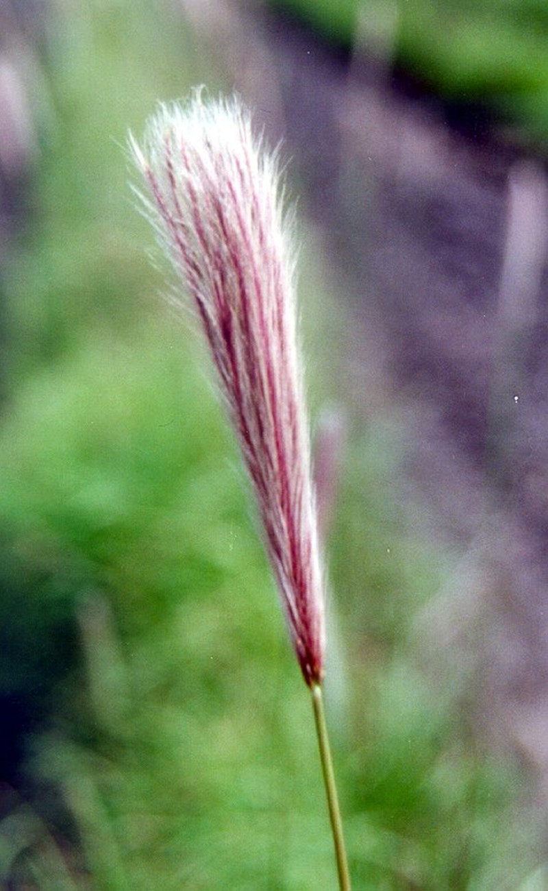 False Rhodes Grass photo 2