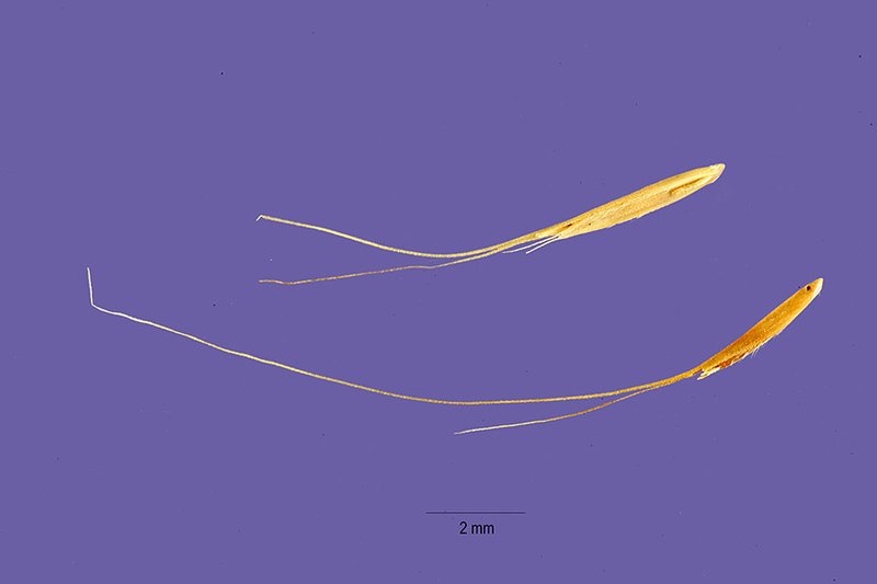 False Rhodes Grass photo 4