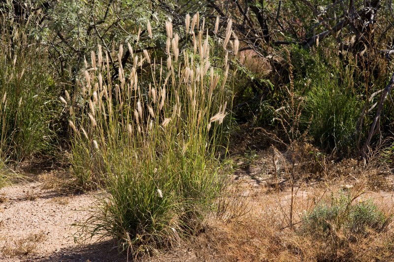 False Rhodes Grass photo 5