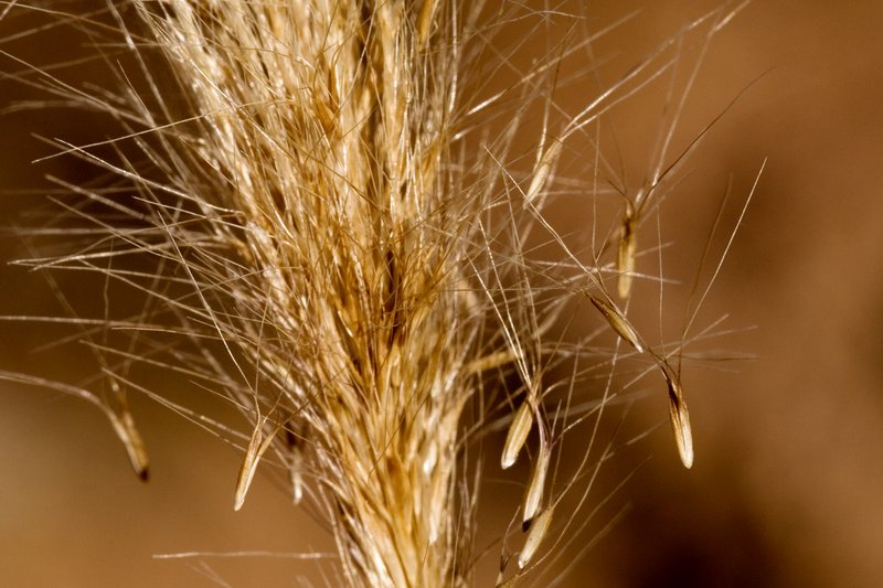 False Rhodes Grass photo 6