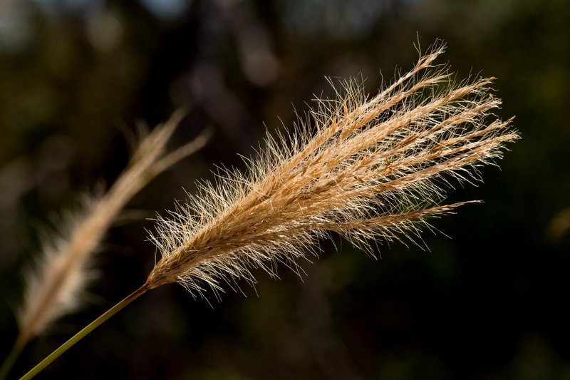 False Rhodes Grass photo 7