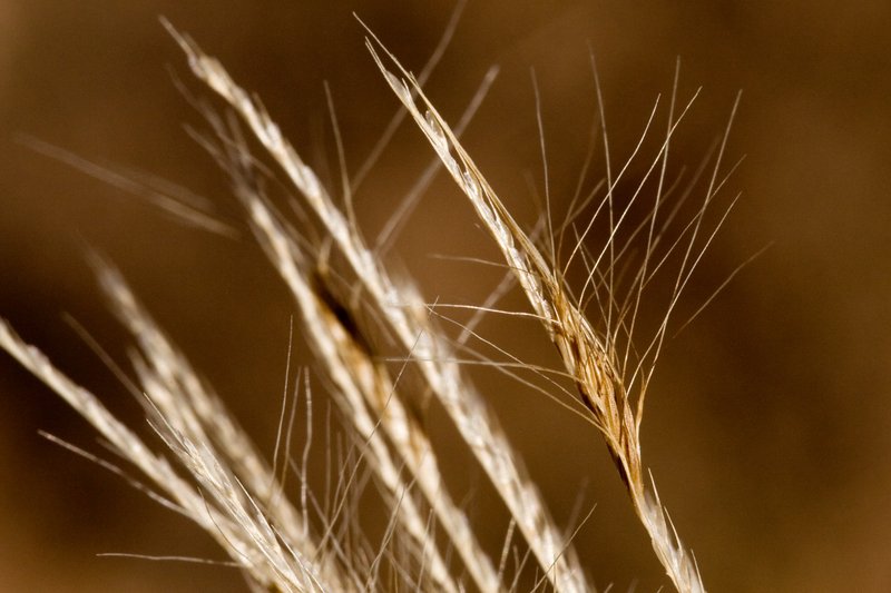 False Rhodes Grass photo 8