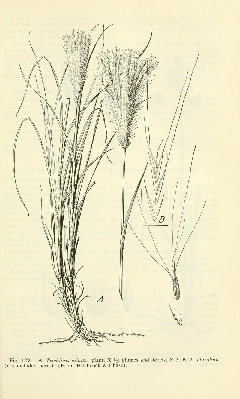 Multiflower False Rhodes Grass
