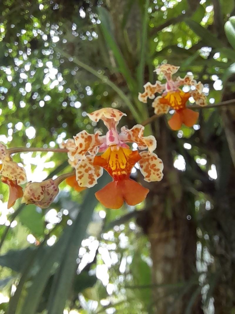 Trichocentrum × lindeoerstedii